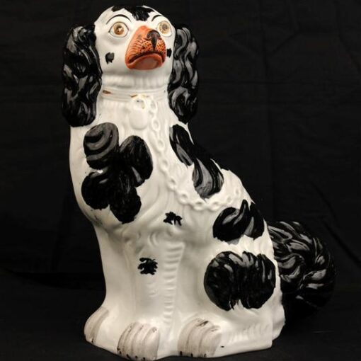 Black and White Dog